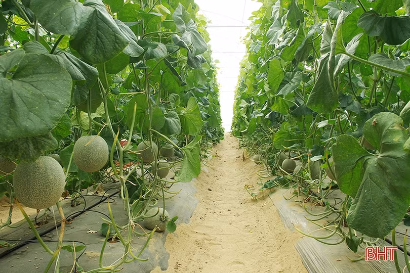 Vợ chồng giáo viên ở Nghi Xuân thêm thu nhập từ nghề “tay trái”