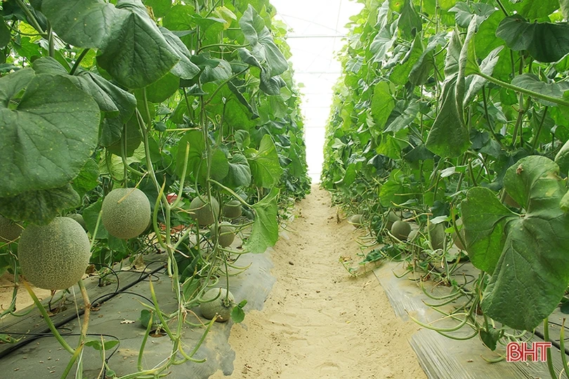 Vợ chồng giáo viên ở Nghi Xuân thêm thu nhập từ nghề “tay trái”