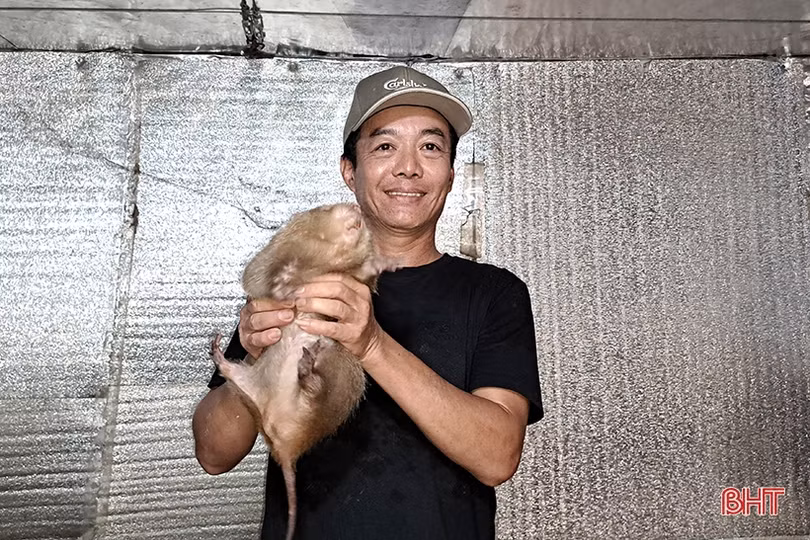 Đổi đời nhờ nuôi dúi rừng