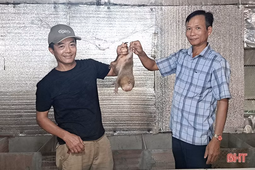 Đổi đời nhờ nuôi dúi rừng