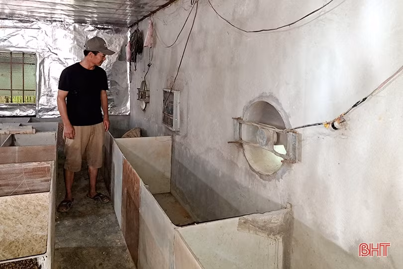 Đổi đời nhờ nuôi dúi rừng