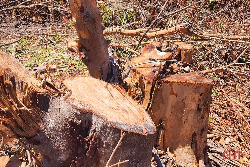 Tạm đình chỉ công tác cán bộ bảo vệ rừng để làm rõ vụ rừng Kẻ Gỗ bị xâm hại