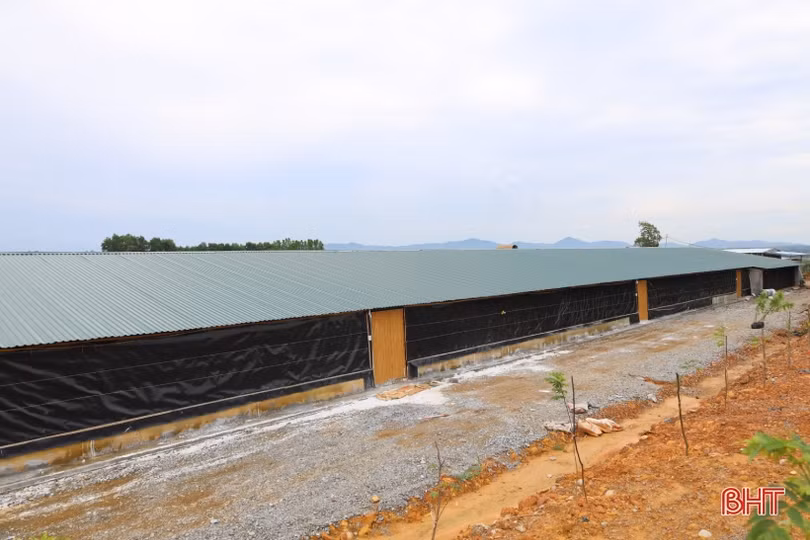 Thanh niên vùng giáo Hà Tĩnh phát triển chăn nuôi gà liên kết quy mô lớn