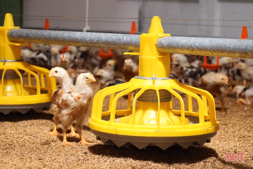 Thanh niên vùng giáo Hà Tĩnh phát triển chăn nuôi gà liên kết quy mô lớn