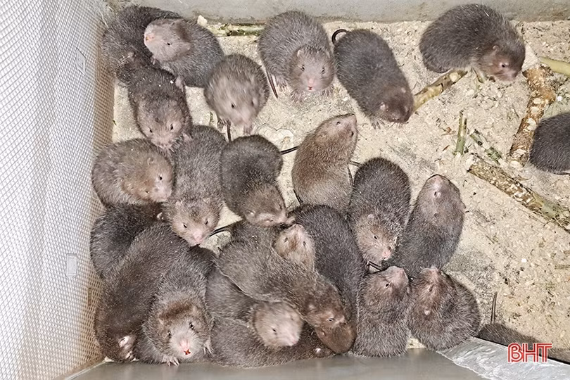 Đổi đời nhờ nuôi dúi rừng