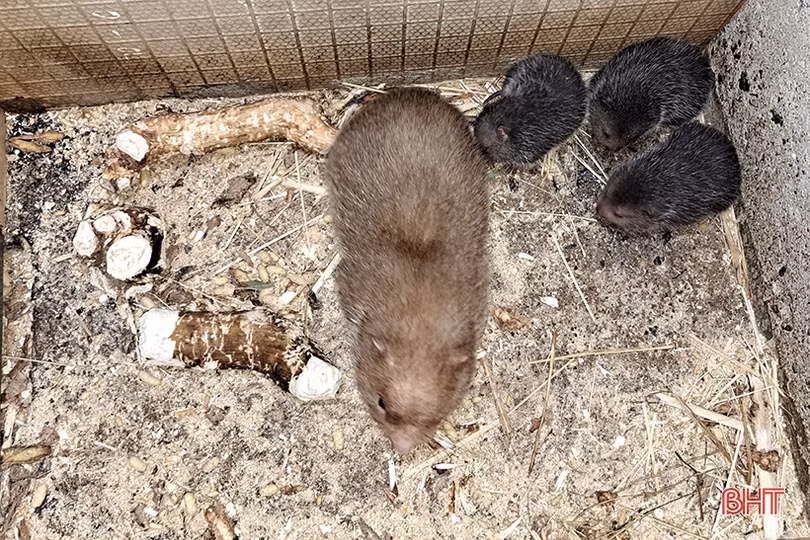 Đổi đời nhờ nuôi dúi rừng