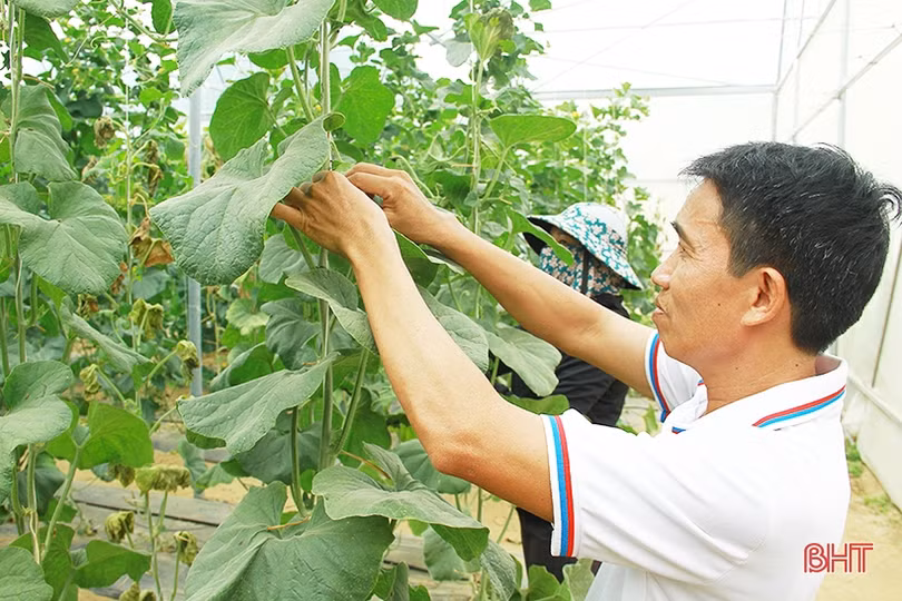 Vợ chồng giáo viên ở Nghi Xuân thêm thu nhập từ nghề “tay trái”