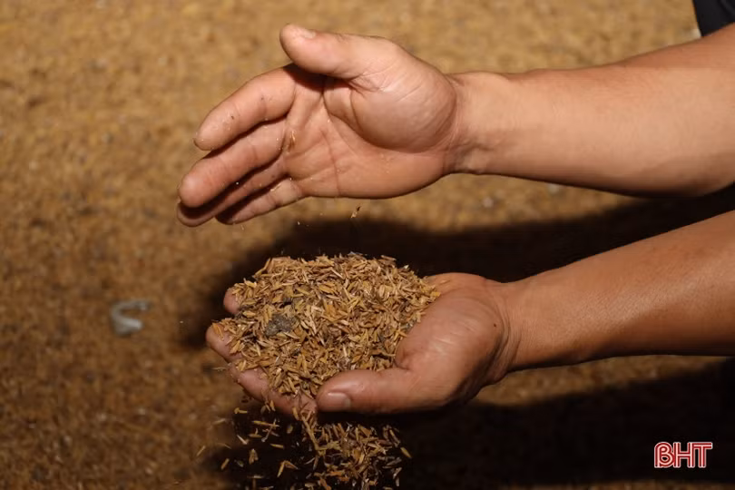 Thanh niên vùng giáo Hà Tĩnh phát triển chăn nuôi gà liên kết quy mô lớn