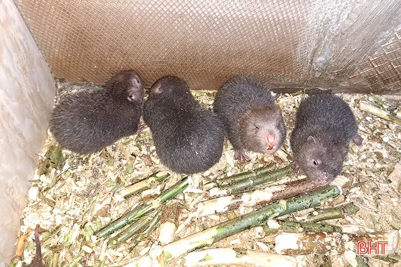 Đổi đời nhờ nuôi dúi rừng