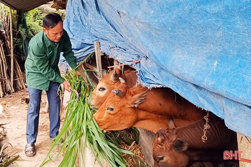 Tăng cường phòng, chống đói, rét cho gia súc, gia cầm và thuỷ sản nuôi