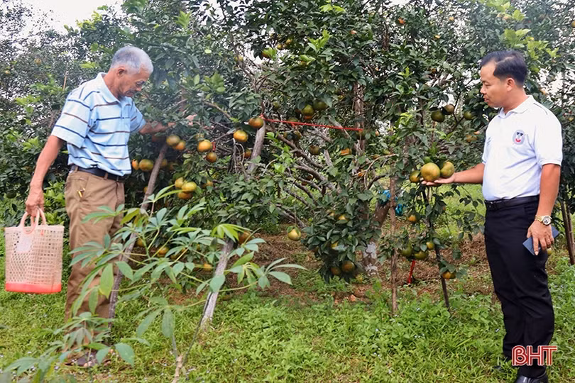 Cam bù Hương Sơn chín vàng chờ bán tết