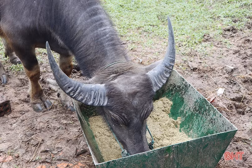 Hà Tĩnh chủ động bảo vệ đàn vật nuôi trong giá rét