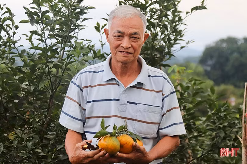 Cam bù Hương Sơn chín vàng chờ bán tết