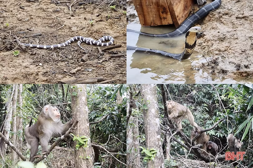 Vườn Quốc gia Vũ Quang tái thả 30 cá thể động vật hoang dã về tự nhiên