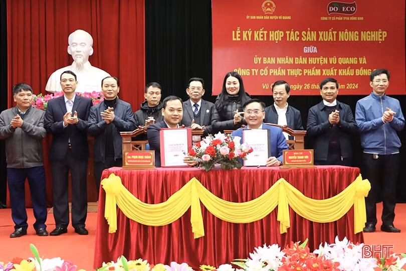 Hợp tác trồng dứa Cayen, ngô ngọt trên địa bàn Vũ Quang