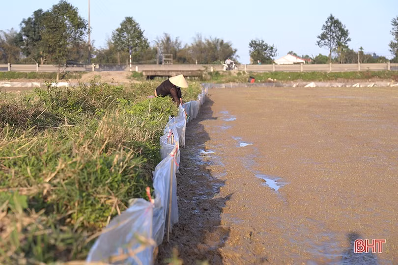 Nỗi lo “ô nhiễm trắng” từ thói quen dùng nilon trên đồng ruộng