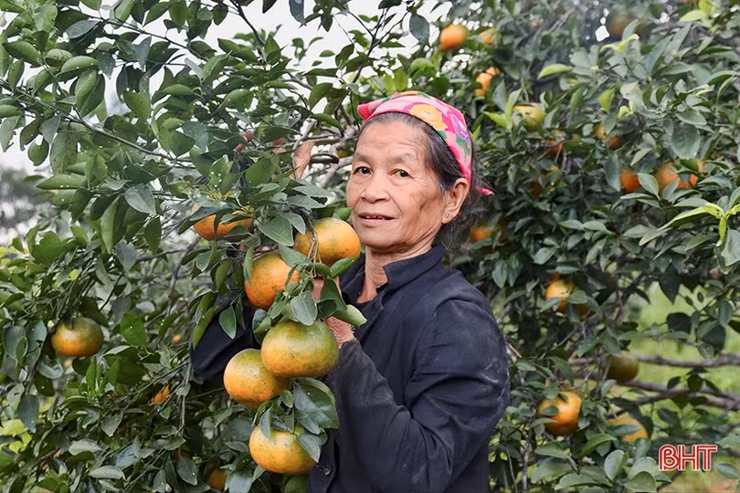 Cam bù Hương Sơn chín vàng chờ bán tết