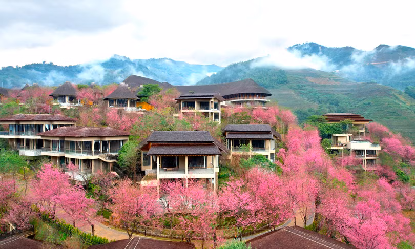 Hoa tớ dày nở rộ ở Mù Cang Chải
