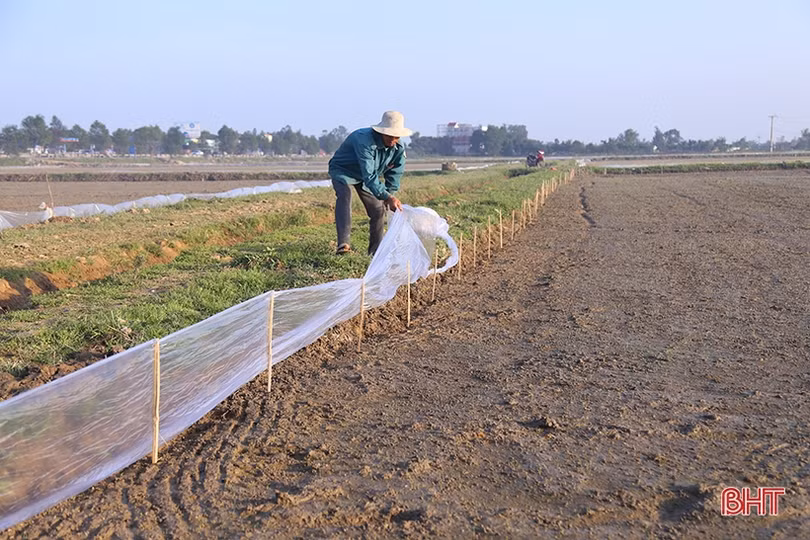 Nỗi lo “ô nhiễm trắng” từ thói quen dùng nilon trên đồng ruộng