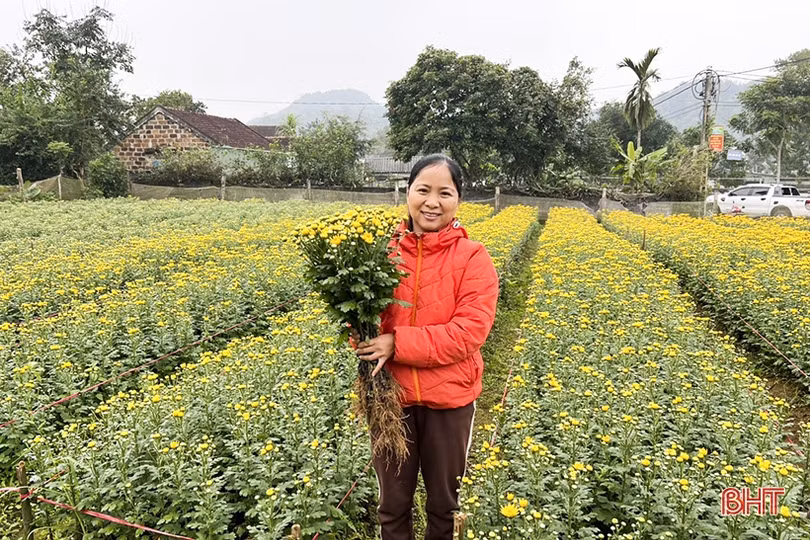 Ngập tràn cúc vàng ở làng hoa Đức Thọ