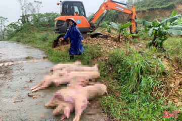  Phường Vũng Áng khoanh vùng dập dịch tả lợn châu Phi