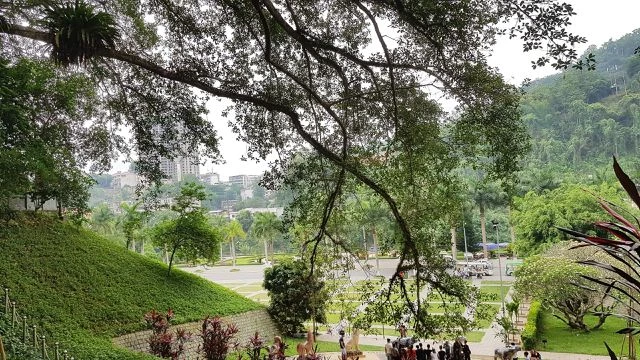 “Cây đa di sản” hơn 300 tuổi có chu vi lớn nhất Việt Nam