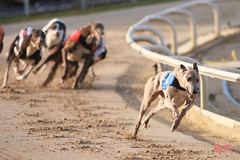 Ra mắt khu Shop Villa dự án Hoa Tiên Paradise - Xuân Thành Golf and Resort