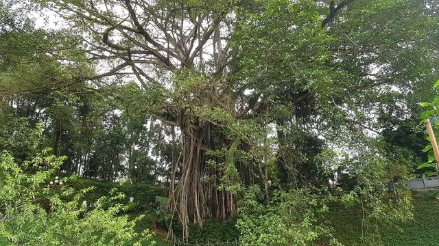 “Cây đa di sản” hơn 300 tuổi có chu vi lớn nhất Việt Nam