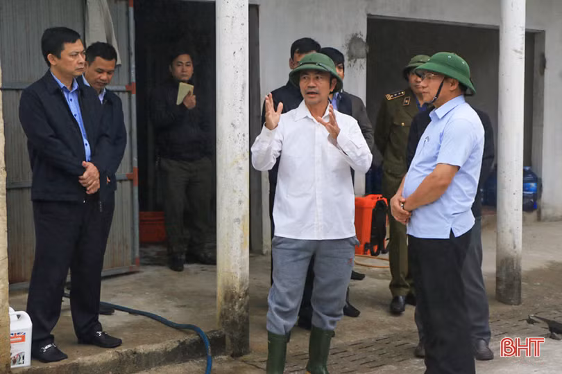 Hà Tĩnh triển khai các biện pháp cấp bách phòng, chống dịch tả lợn châu Phi