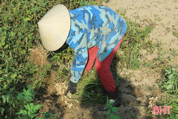 Giá lạc tăng cao, nông dân Nghi Xuân phấn khởi