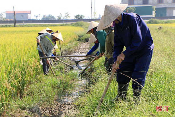 Để giống liền vụ - kéo lùi sản xuất