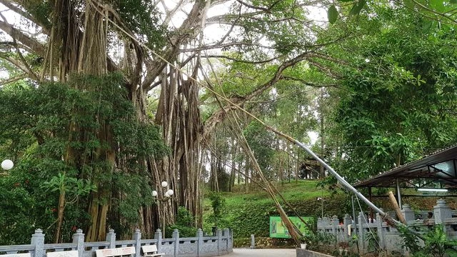 “Cây đa di sản” hơn 300 tuổi có chu vi lớn nhất Việt Nam