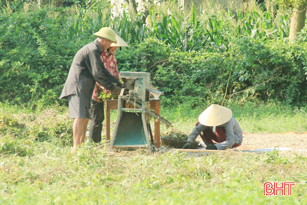 Giá lạc tăng cao, nông dân Nghi Xuân phấn khởi