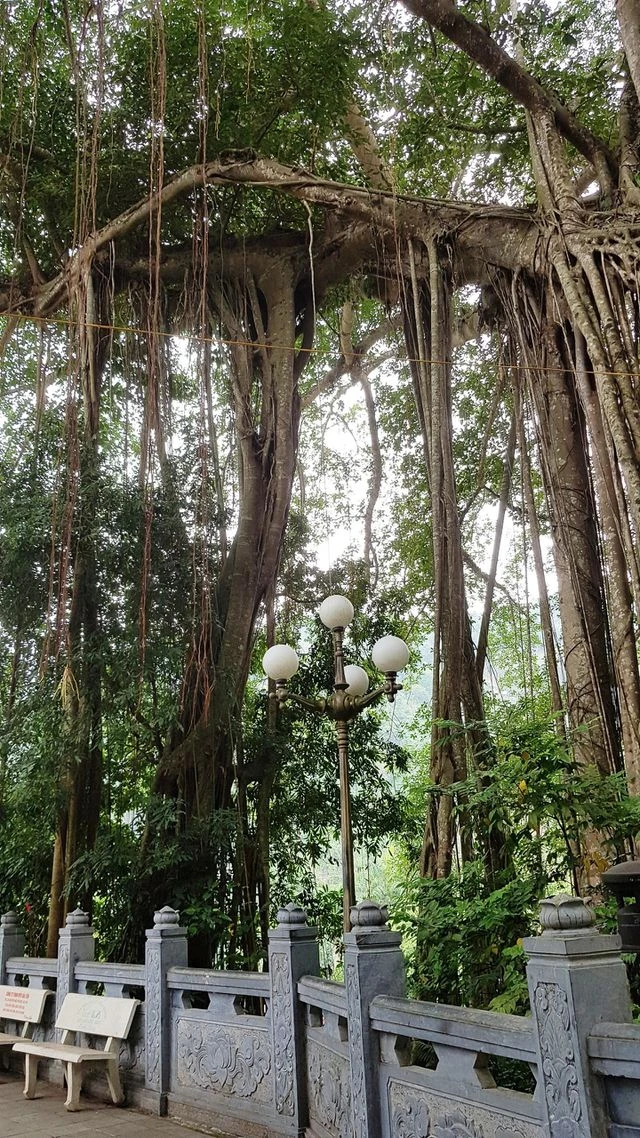 “Cây đa di sản” hơn 300 tuổi có chu vi lớn nhất Việt Nam