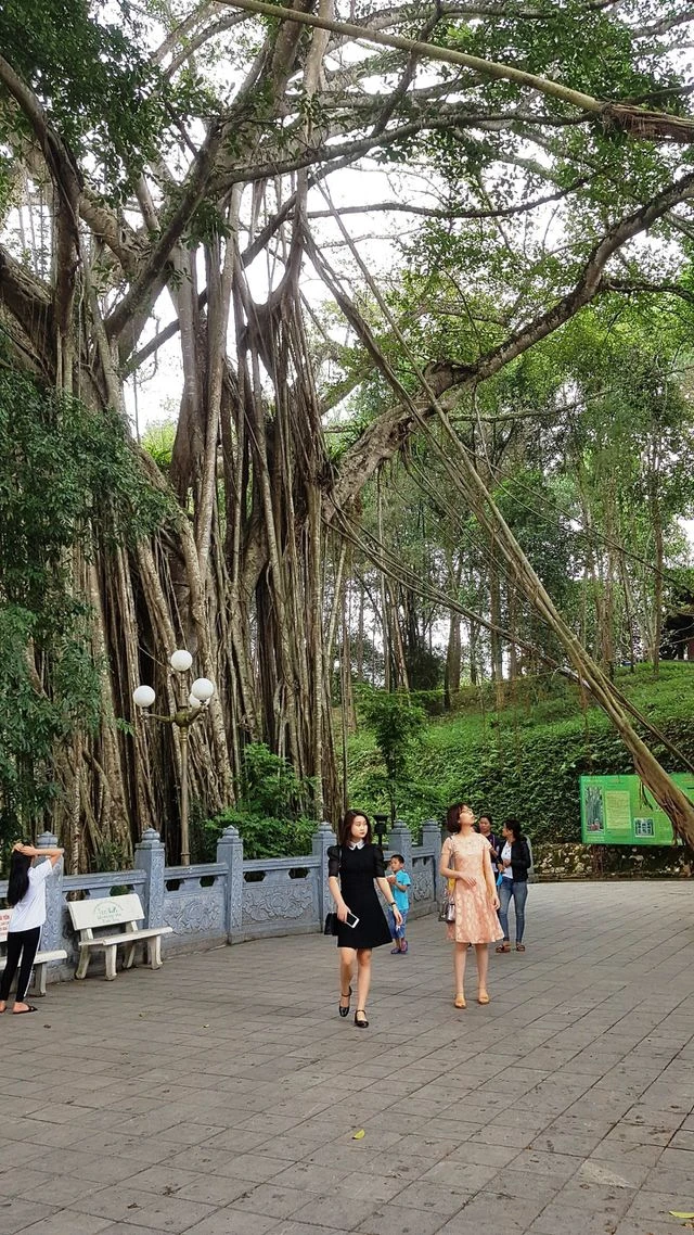 “Cây đa di sản” hơn 300 tuổi có chu vi lớn nhất Việt Nam