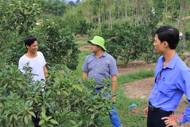 “Thấm” nông nghiệp 4.0, nhà nông Hà Tĩnh dùng công nghệ sinh học “nuôi” cam VietGap