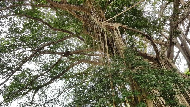 “Cây đa di sản” hơn 300 tuổi có chu vi lớn nhất Việt Nam