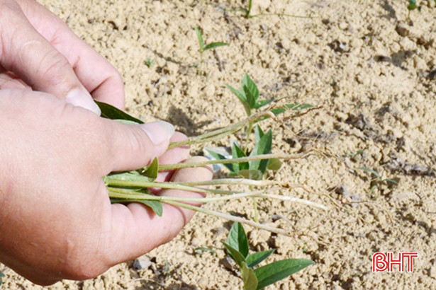 Đậu hè thu ở Hà Tĩnh tăng gấp đôi diện tích