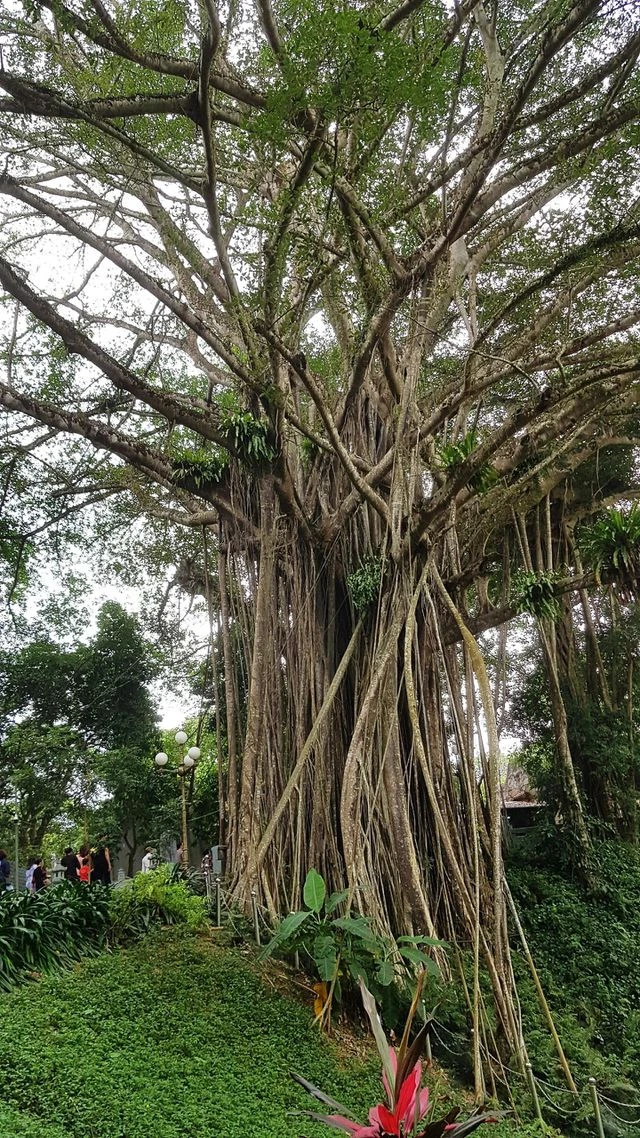 “Cây đa di sản” hơn 300 tuổi có chu vi lớn nhất Việt Nam