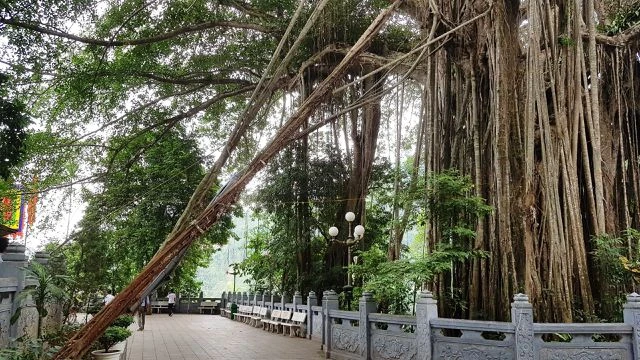 “Cây đa di sản” hơn 300 tuổi có chu vi lớn nhất Việt Nam