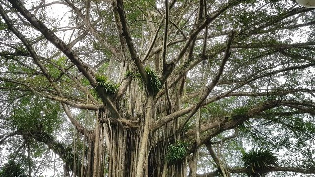 “Cây đa di sản” hơn 300 tuổi có chu vi lớn nhất Việt Nam