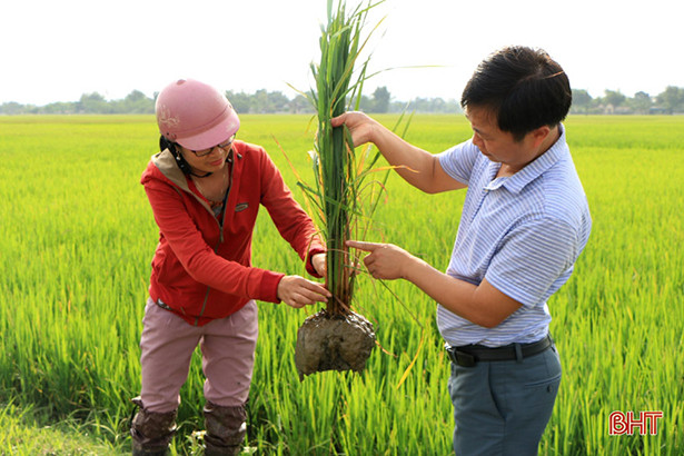 Để giống liền vụ - kéo lùi sản xuất