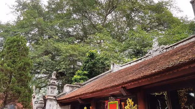 “Cây đa di sản” hơn 300 tuổi có chu vi lớn nhất Việt Nam