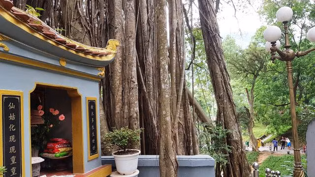 “Cây đa di sản” hơn 300 tuổi có chu vi lớn nhất Việt Nam