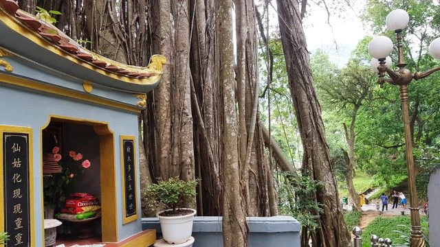 “Cây đa di sản” hơn 300 tuổi có chu vi lớn nhất Việt Nam