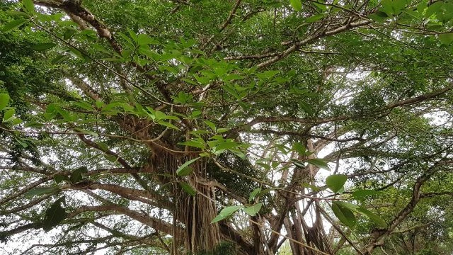 “Cây đa di sản” hơn 300 tuổi có chu vi lớn nhất Việt Nam