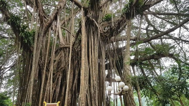 “Cây đa di sản” hơn 300 tuổi có chu vi lớn nhất Việt Nam