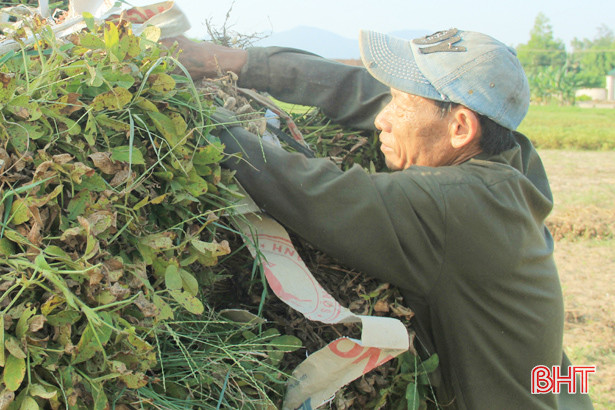 Giá lạc tăng cao, nông dân Nghi Xuân phấn khởi