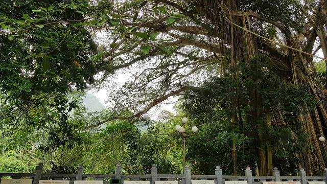 “Cây đa di sản” hơn 300 tuổi có chu vi lớn nhất Việt Nam