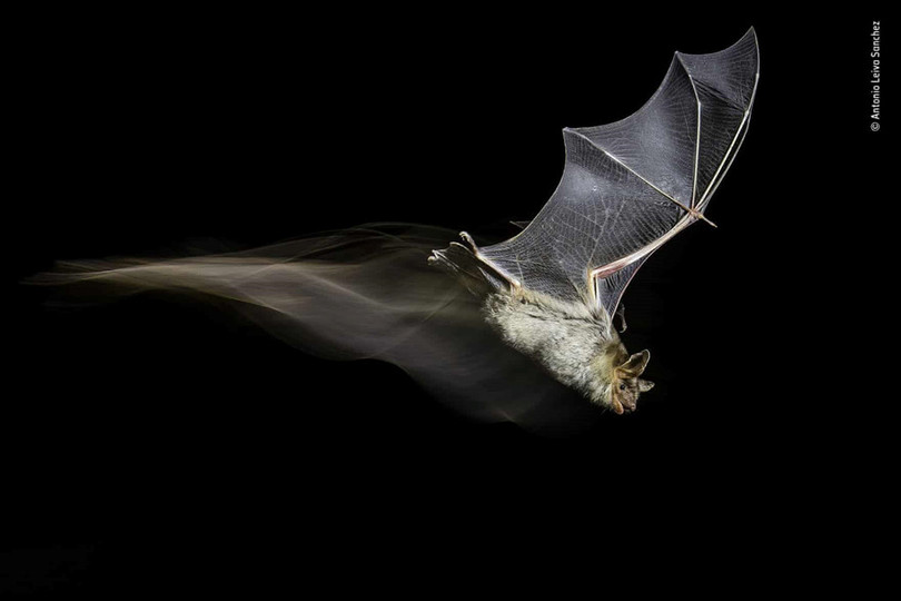 Những bức ảnh động vật đẹp nhất năm 2018 hình ảnh 12 Những bức ảnh động vật đẹp nhất năm 2018